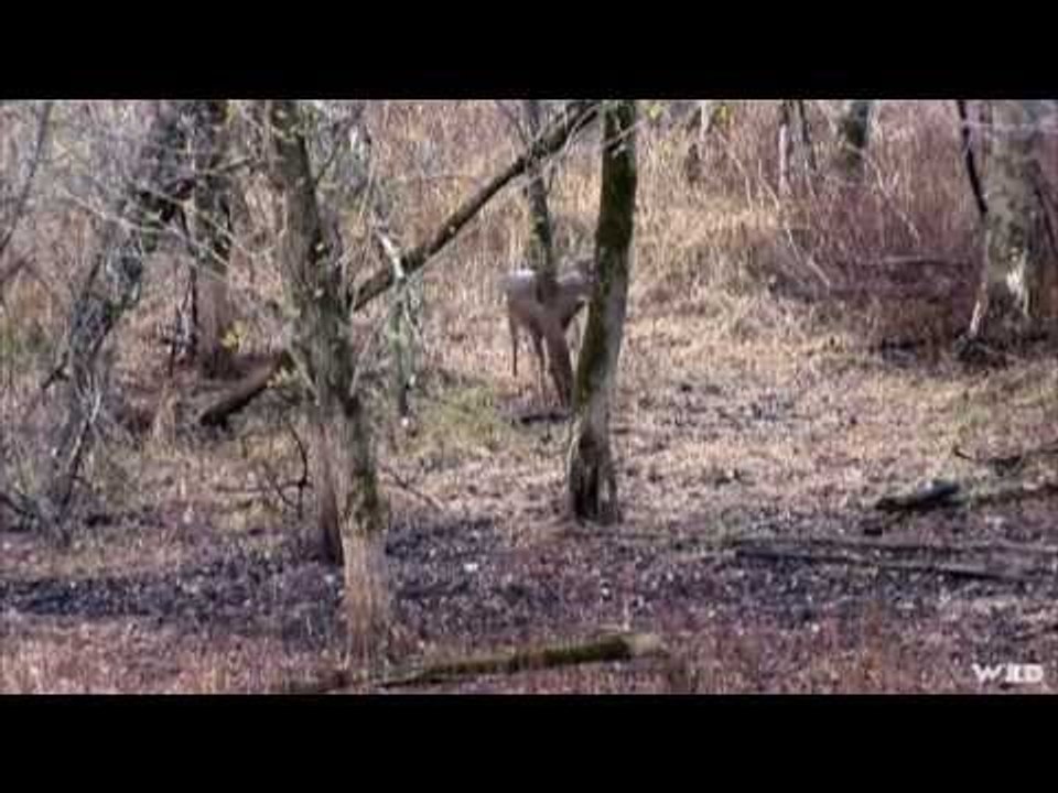 Bowhunting Deer in Rut Using Mock Scrape