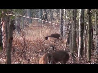 Midwest Whitetail Deer Hunting
