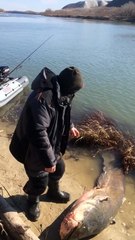 огромный сом