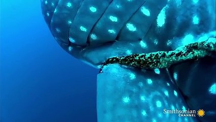 Un requin-baleine libéré d'une corde par un plongeur