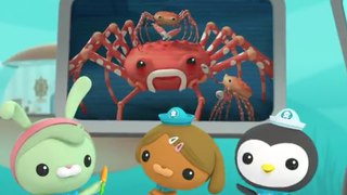 Octonauts Creature Reports #50. The Spider Crab