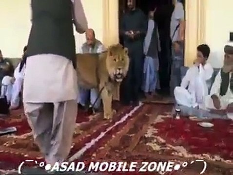 LION LOVE WITH HUMAN,Very interesting video clip (Funny Videos 720p)