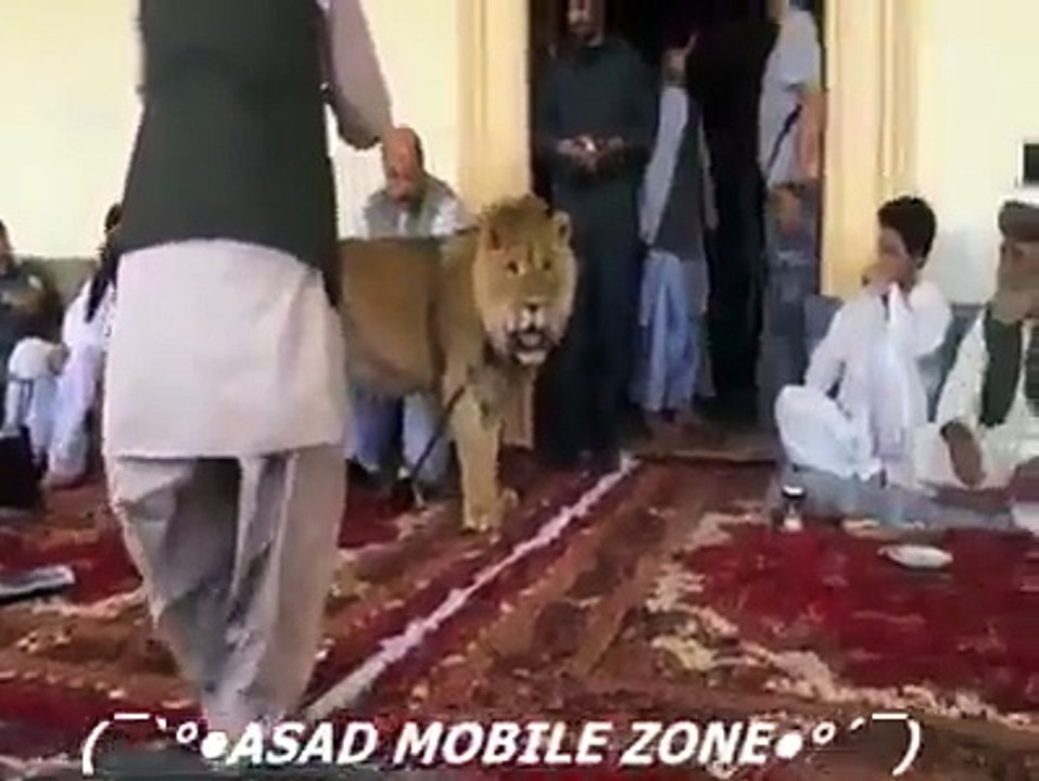 LION LOVE WITH HUMAN,Very interesting video clip (Funny Videos 720p)