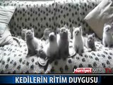 TOPLU HALDE MÜZİK DİNLEYEN KEDİLER