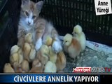 İNANILMAZ! KEDİ CİVCİVLERE ANNELİK YAPIYOR