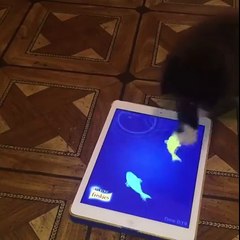 watch this funny video kitten plays cat fishing!
