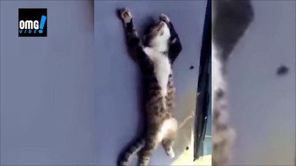 my cat sleeps or not - funny cat - funny video - OMG VIDEO