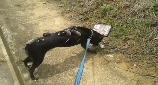 Brésil : une chienne sauve des bébés opossums en les adoptants