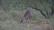 Bowhunting for Whitetail Deer