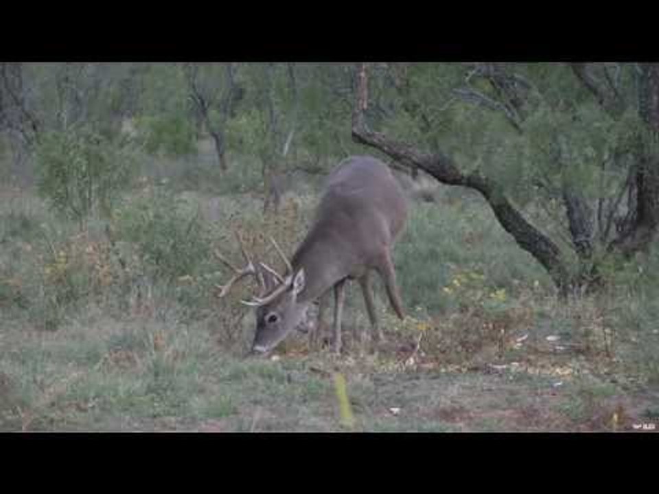 Bowhunting for Whitetail Deer