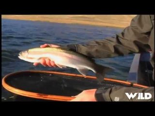 Fishing for Steelhead And Sturgeon