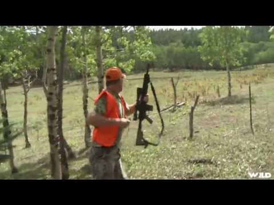 Hunting Brown Bear in Colorado