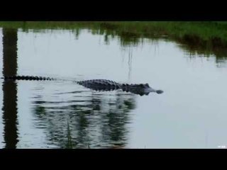 Bow Hunting Alligators on the Bayou