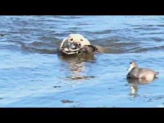 Late Season Diver Duck Hunt