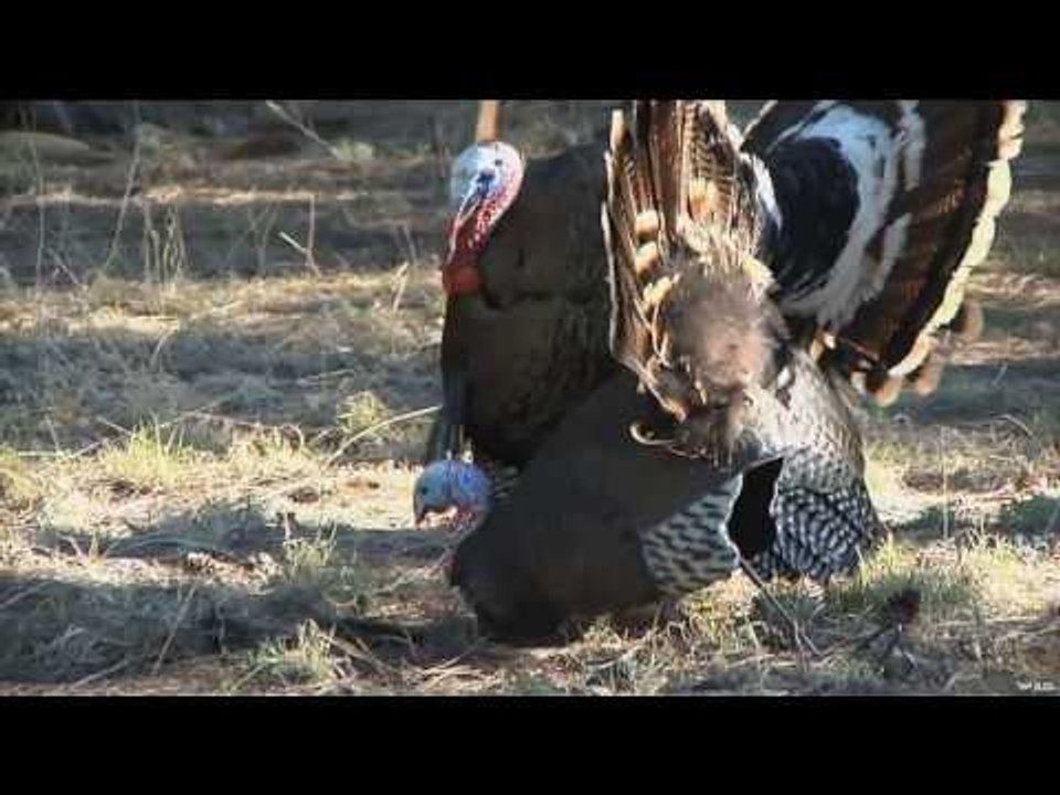 Teen Bowhunting for Wild Turkey