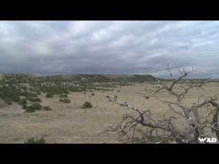 Hunting Coyote in Colorado