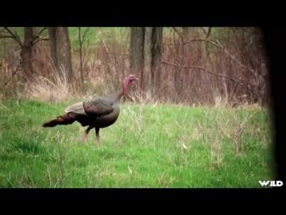 Hunting Wild Turkey with Taylor Wright
