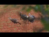 Hunting Wild Turkey in Texas