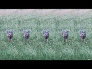 Bow Hunting a Big 5 Year Old Buck