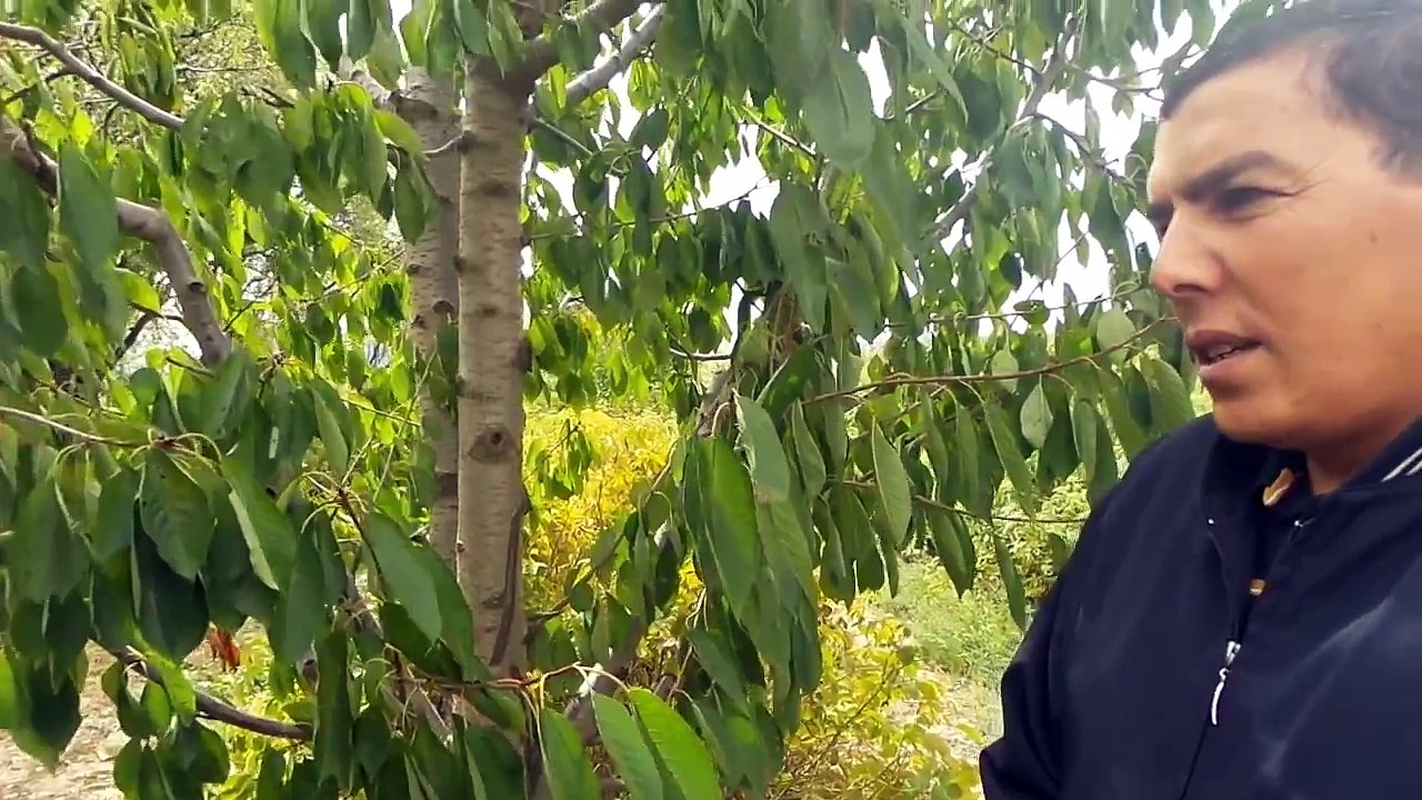 Kiraz, Vişne, Elma, Gül, Ağaç, Bakımı Nasıl Yapılır, Ne zaman, Nasıl Gübrelenir