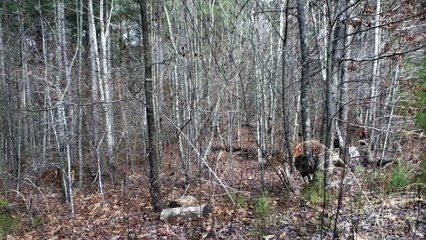 Z57 presents creepy woods