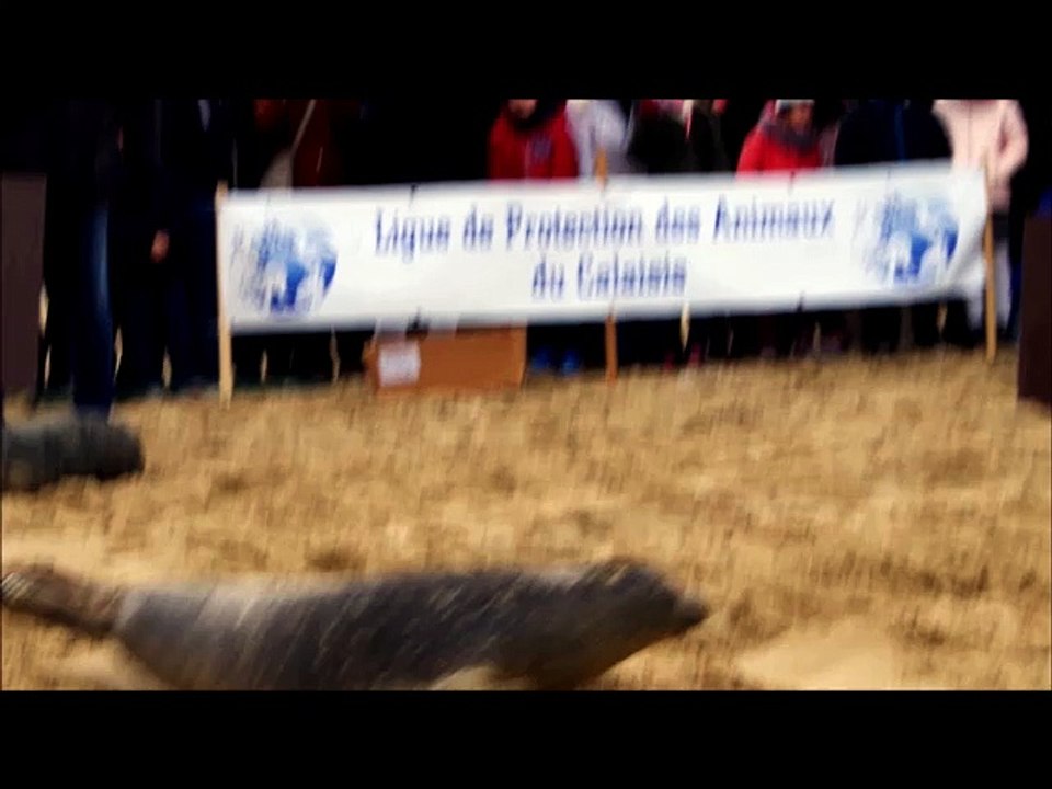 CALAIS - Quatre phoques relâchés sur la plage ce samedi