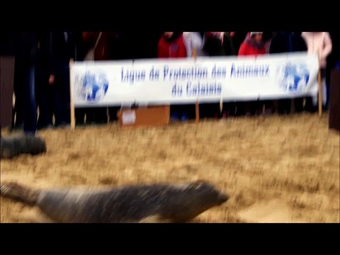 CALAIS - Quatre phoques relâchés sur la plage ce samedi