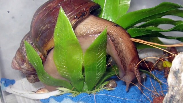 Авторская программа Владимира Шаверина из цикла Свой взгляд Улитки часть 2