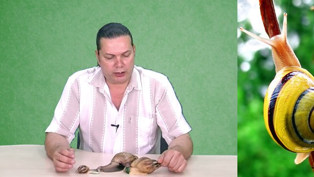 Авторская программа Владимира Шаверина из цикла Свой взгляд Улитки часть 3