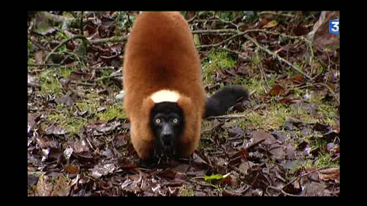 UN PARC EN HIVER : des tapirs et des lions au parc de l'Auxois