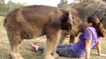 What Elephant Doing With This Cute Girl ?-Top Funny Videos-Top Prank Videos-Top Vines Videos-Viral Video-Funny Fails