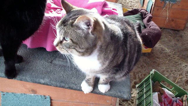 Kocur Valentino ze schroniska PROMYK