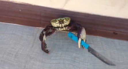 Les pinces de ce crabe ne lui suffisent plus...