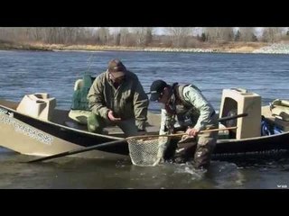 Rainbow Trout Fishing on The Bow River