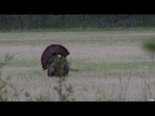 Hunting Wild Turkey with The Outdoor Edge