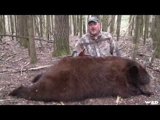 Hunting Spring Brown Bear in Alberta