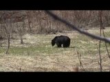 American Black Bear Bowhunting in Alberta