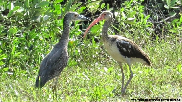 InterSpecies Bird Friendships