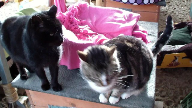 Kocur Valentino ze schroniska PROMYK w Gdańsku