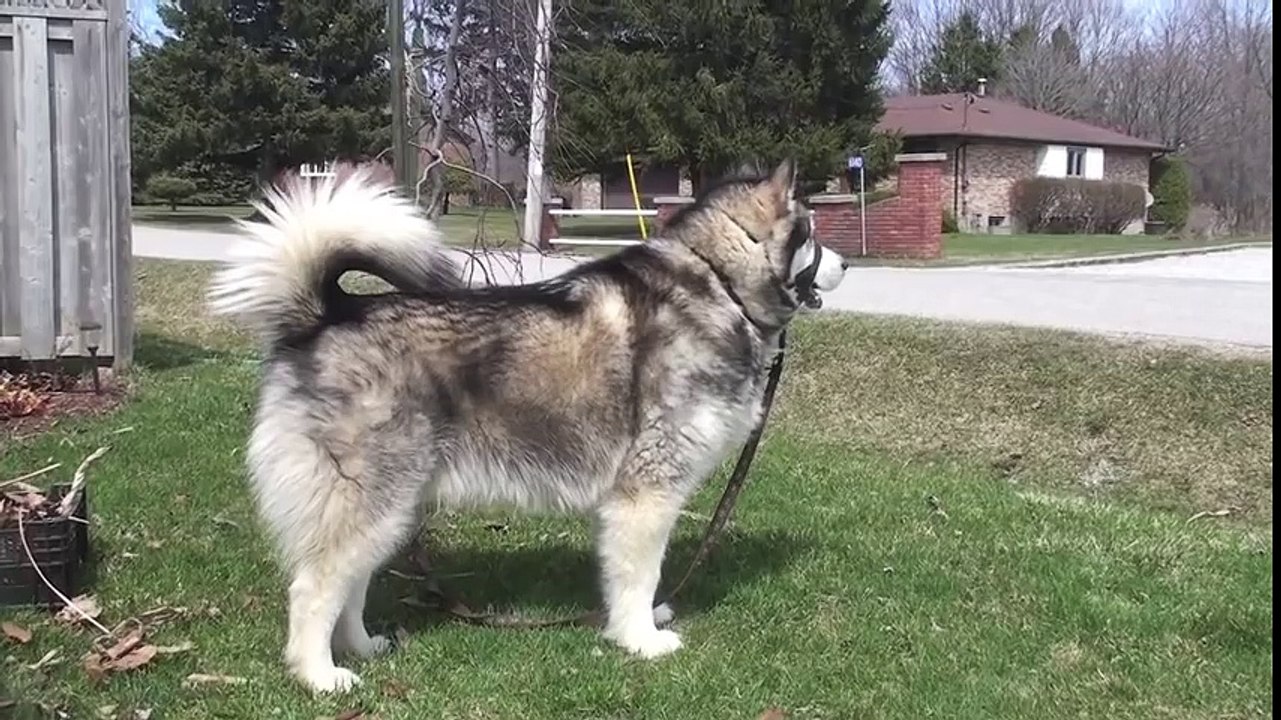 Alaskan Malamute 'Phoenix' immitates fire trucks! LOL