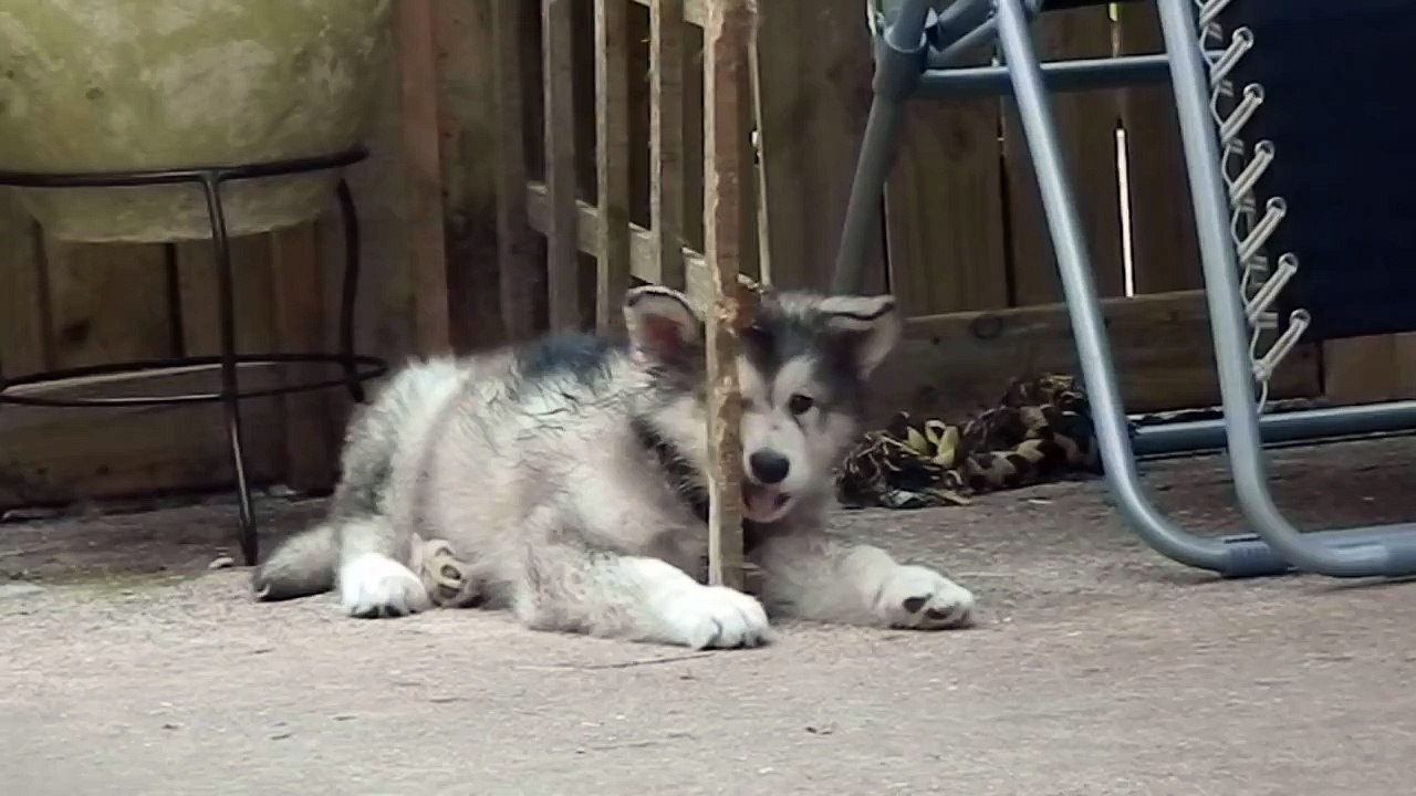Alaskan Malamute puppy told off by her huge big brother!