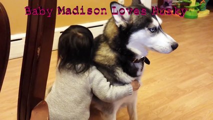 Baby Loves Siberian Husky Dog!