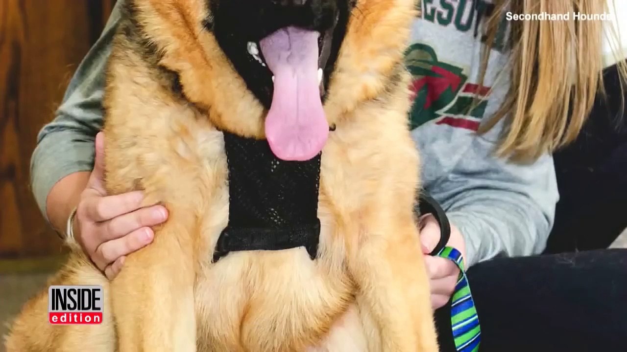Quasimodo: le chien différent est à la recherche d'une famille d'acceuil.