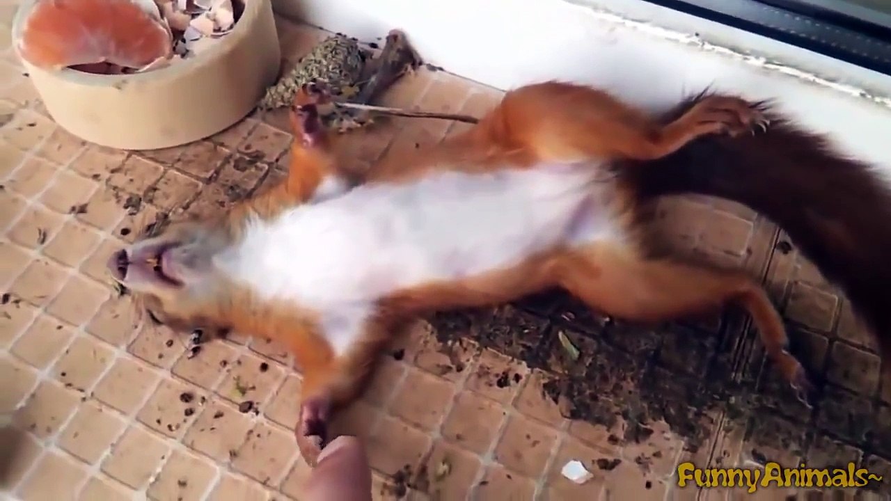 Cute Funny Videos of Sleepy and tired animals - Funny and cute animal compilation