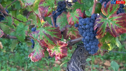 Bourgogne changement de cépages
