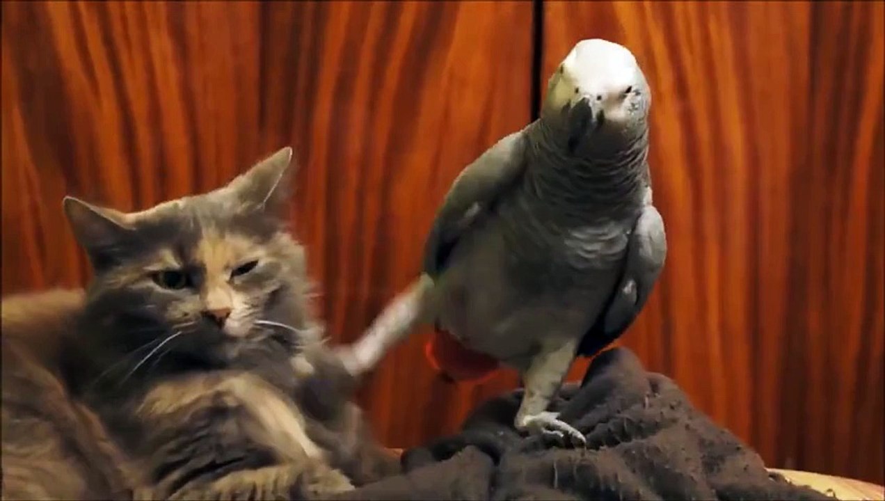 Ce chat est hyper patient ! Mais son caractère se dévoile !