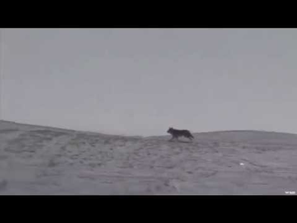 Hunting Winter Coyote with Predator Quest video Dailymotion