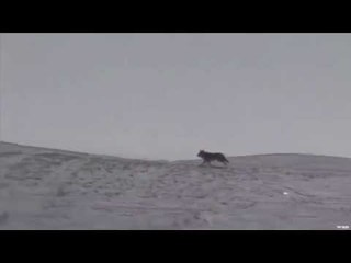 Hunting Winter Coyote with Predator Quest