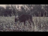 8 Point White-tailed Deer Bowhunting In The Snow