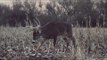 8 Point White-tailed Deer Bowhunting In The Snow